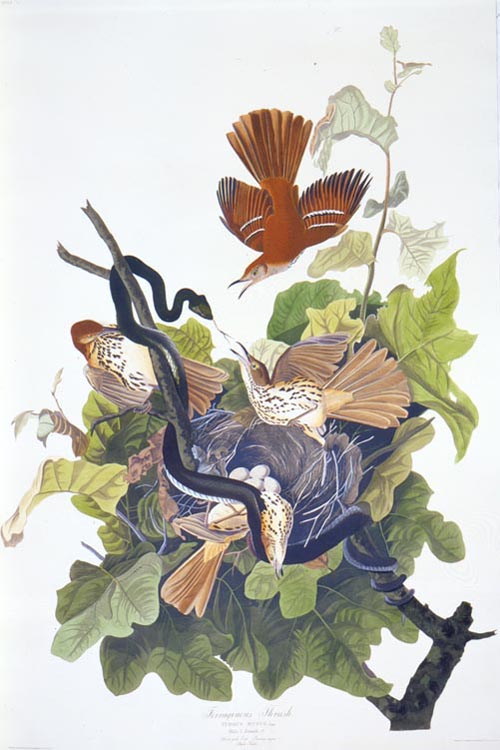 John James Audubon, The Birds of America, 1827-1838.