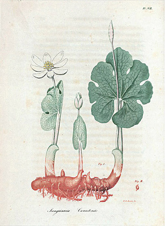 Jacob Bigelow, American Medical Botany, Being a Collection of the Native Medicinal Plants of the United States ... . 3 vols. Boston: Cummings and Hilliard, 1817-1820.