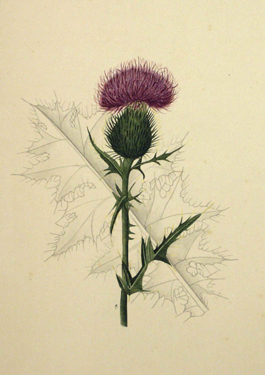 Kate Furbish, The Flora of Maine. 'Burdock'. Vol. 7. Unpublished scrapbooks (16 vols.); Brunswick, Maine, 1870-1908.