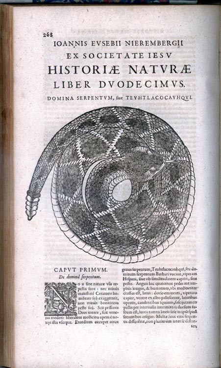 Juan Nieremberg, Historia Naturae Maxime Peregrinae, libris XVI distincta ... . [A Natural History of Extremely Exotic Species]. Antwerp: Ex Officina Plantiniana, B. Moreti, 1635.