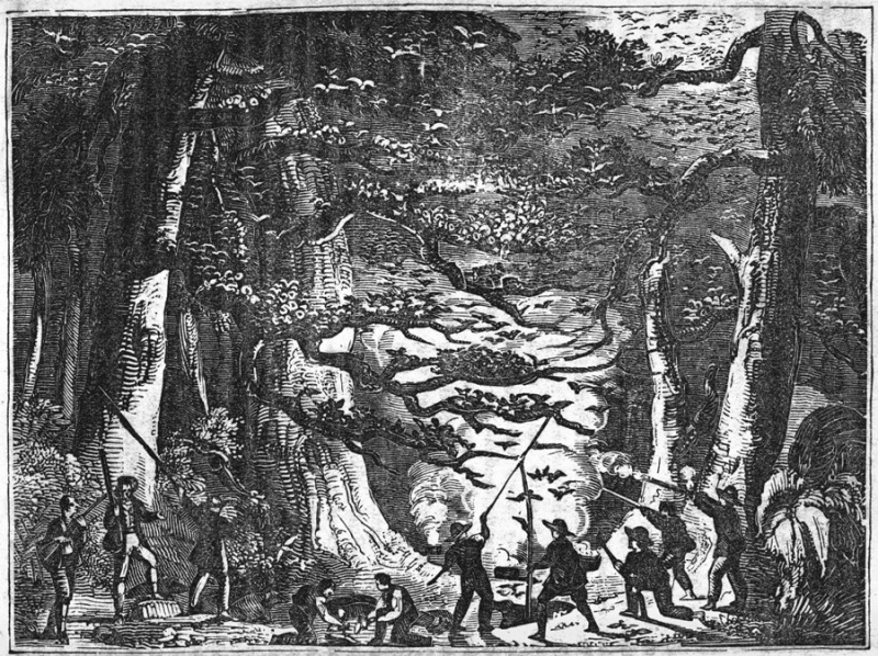 Flight of the Passenger-Pigeon in an American Wood.