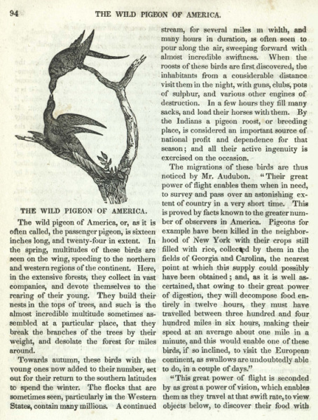 The Wild Pigeon of America.
