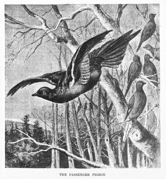 Ernest Ingersoll’s “Four American Game Birds."