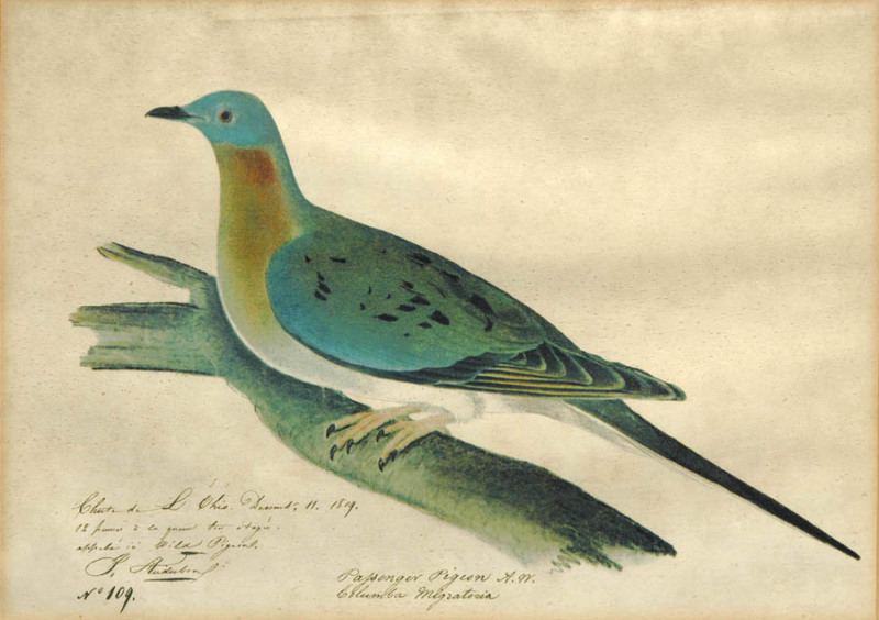Male passenger pigeon, on the Ohio River in Kentucky.