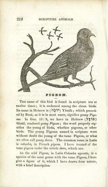 Cock wild pigeon.