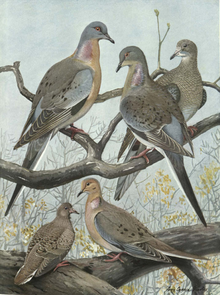 Passenger Pigeon — Eastern Mourning Dove.