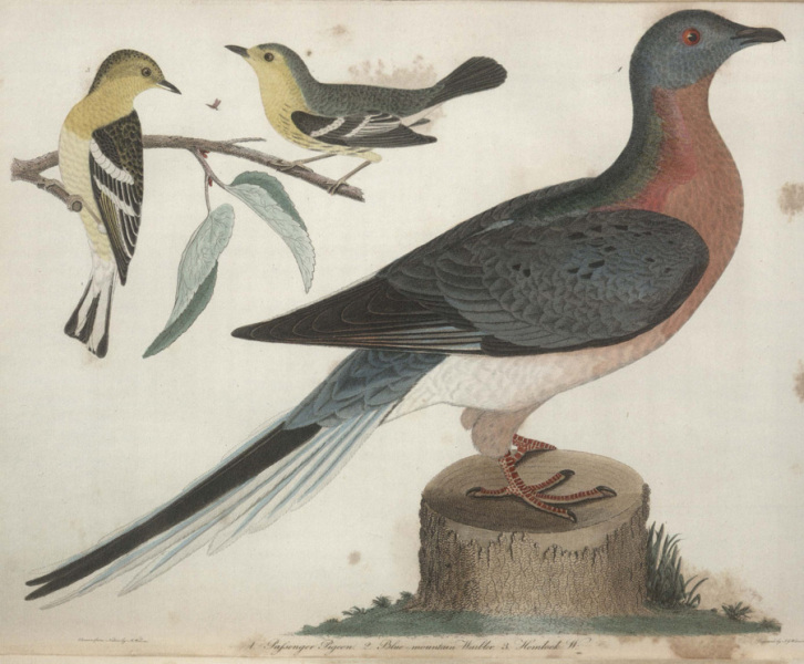 Passenger pigeon and warblers.