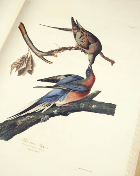 Passenger Pigeon.