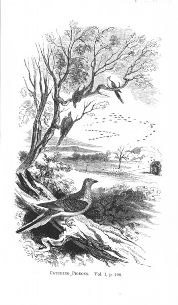 Catching Pigeons.