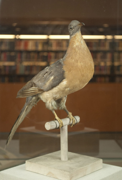 Passenger pigeon (Ectopistes migratorius), male.