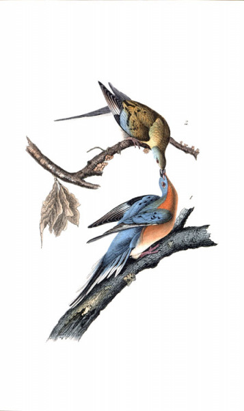 Passenger Pigeon.