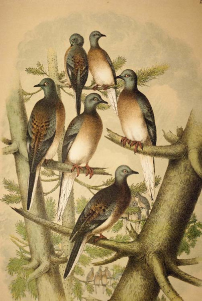 Passenger pigeon.