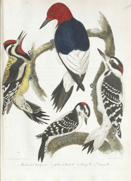 Red-headed woodpecker with yellow bellied, hairy and downy woodpeckers.