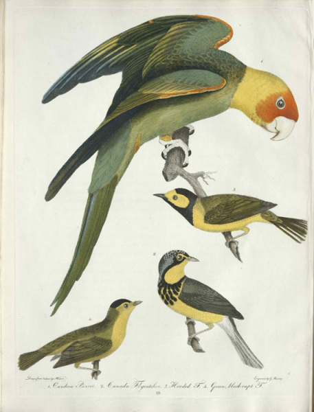 Carolina parakeet and smaller songbirds.