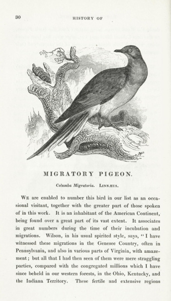 Migratory pigeon.