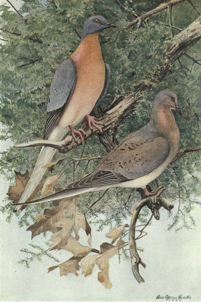Passenger Pigeon (Columba migratoria).