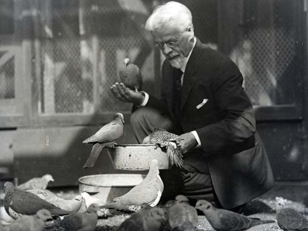 University of Chicago Professor of Zoology Charles Otis Whitman feeding his pigeons.