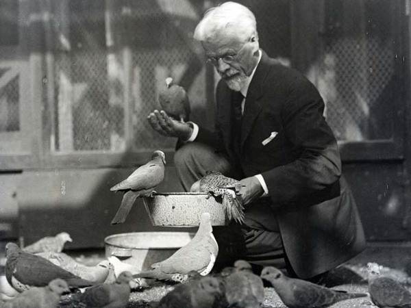 University of Chicago Professor of Zoology Charles Otis Whitman feeding his pigeons.