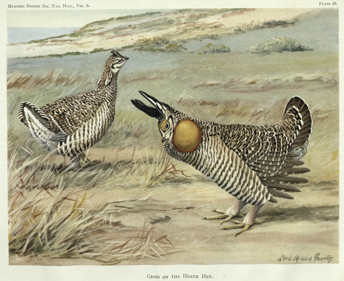 Heath Hen.